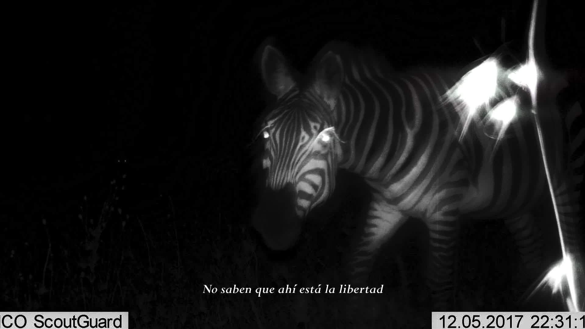 Muestra Local - Trail Camera 